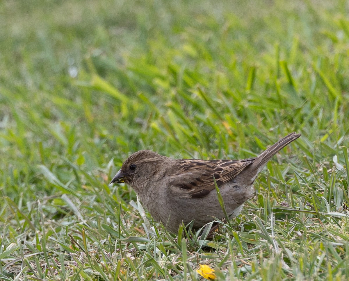 イエスズメ - ML646103970
