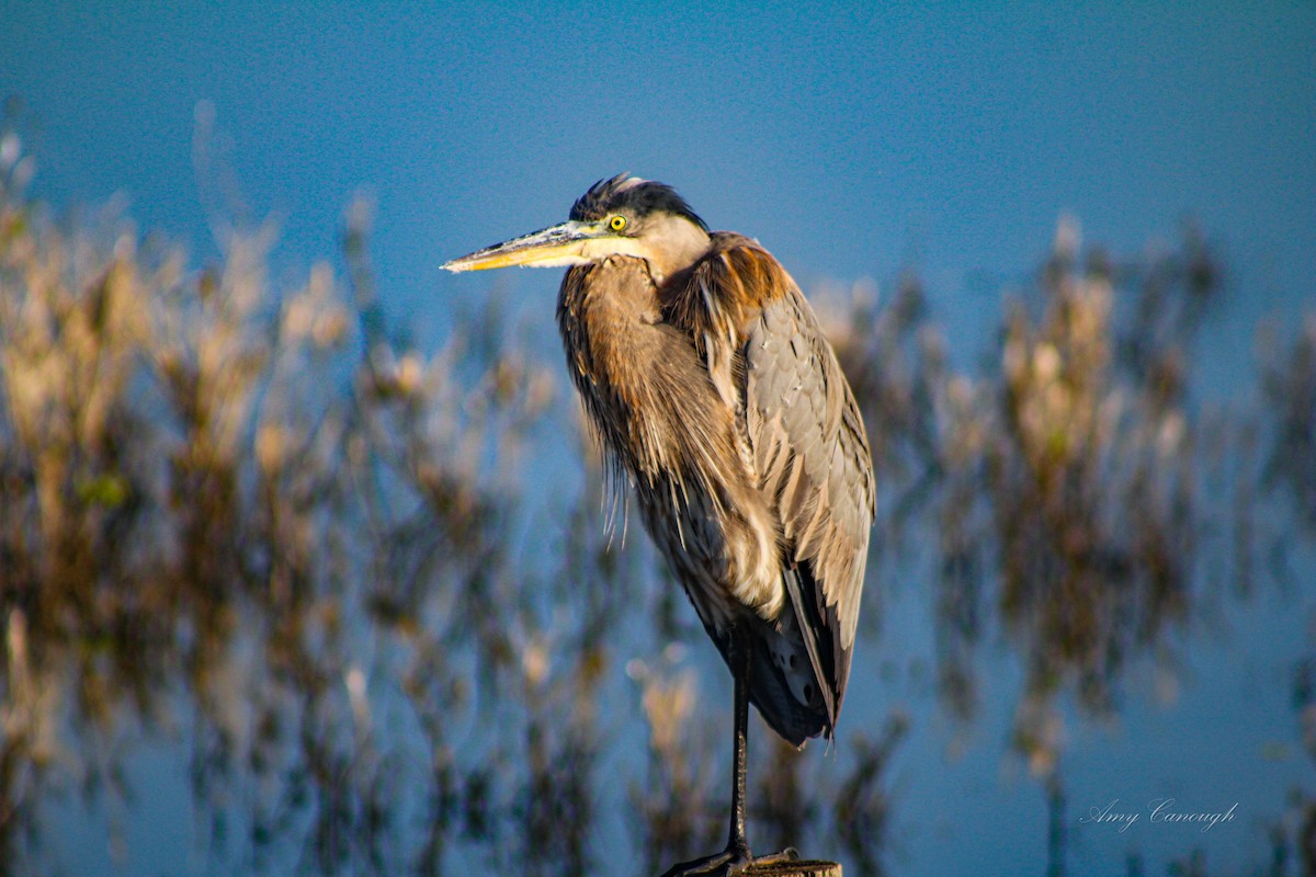 オオアオサギ - ML646103972