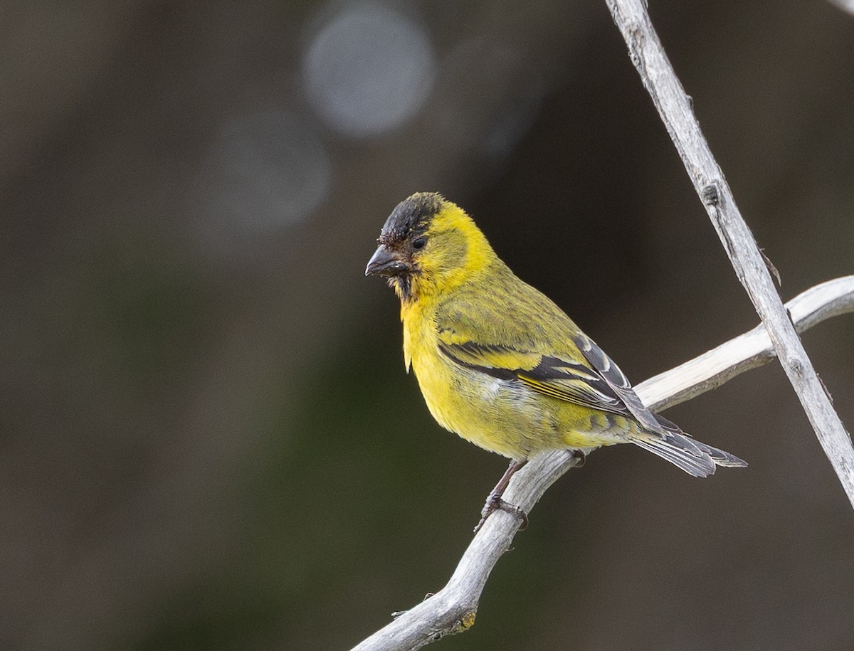 ヤッコヒワ - ML646103974