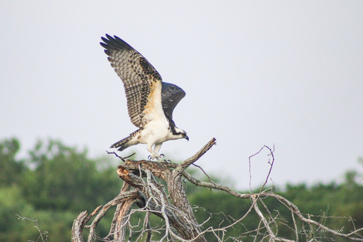 ミサゴ - ML646103975