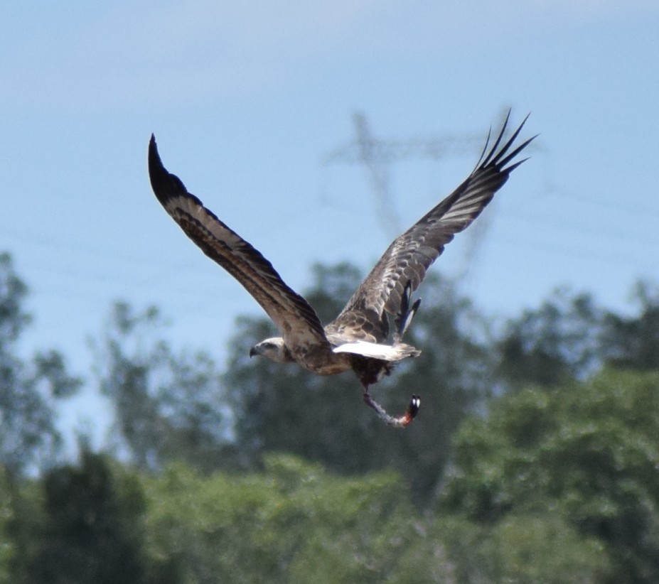 シロハラウミワシ - ML646103977