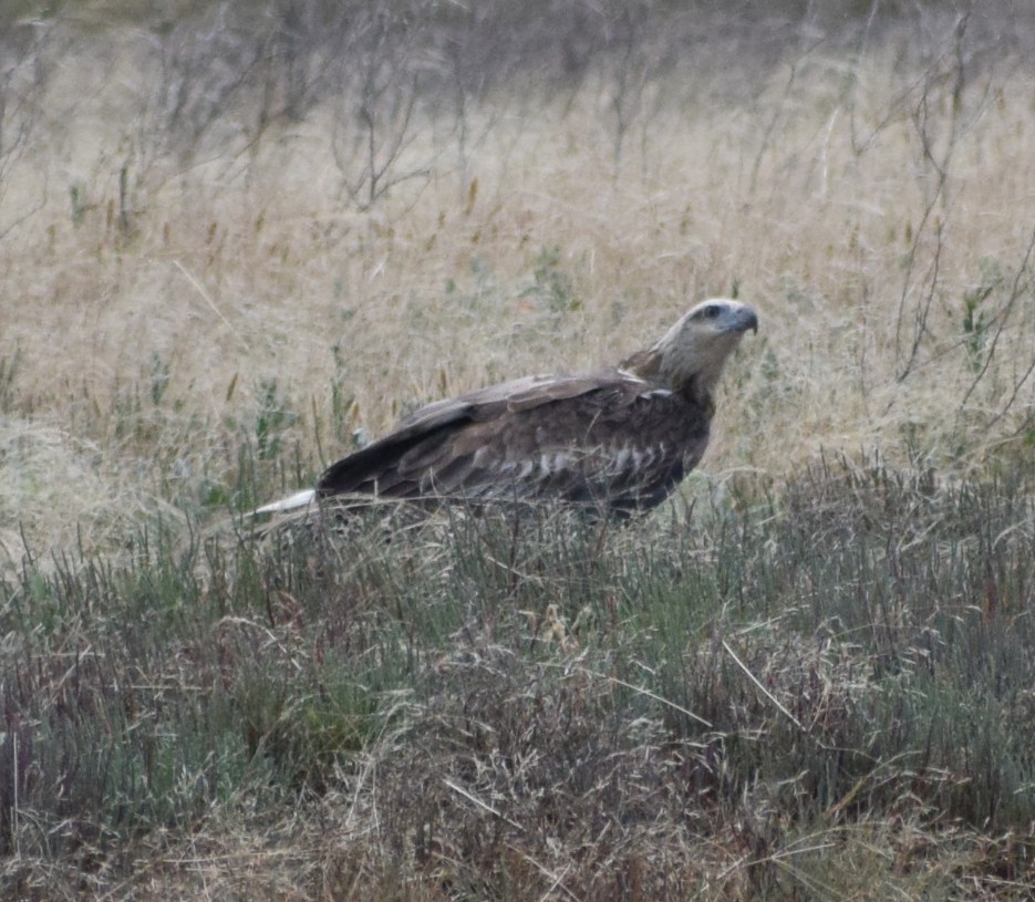 シロハラウミワシ - ML646103978