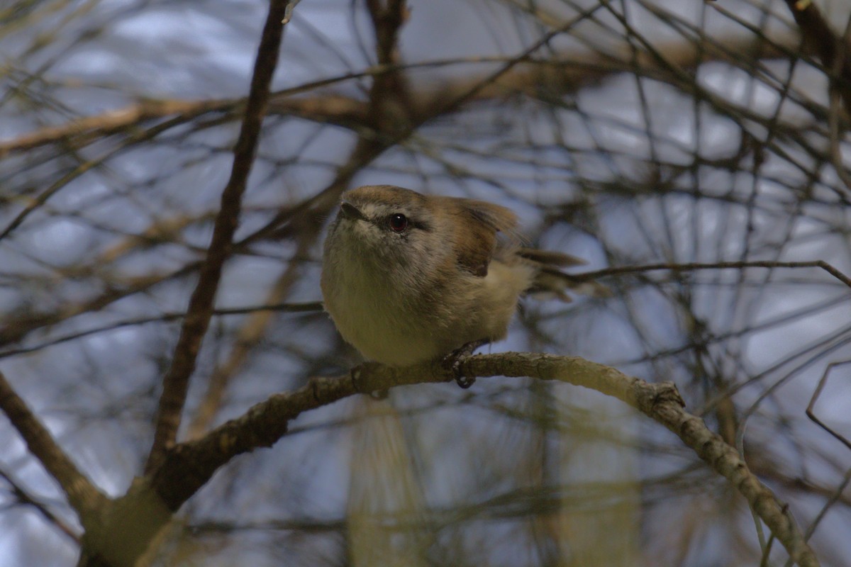 チャイロセンニョムシクイ - ML646103979