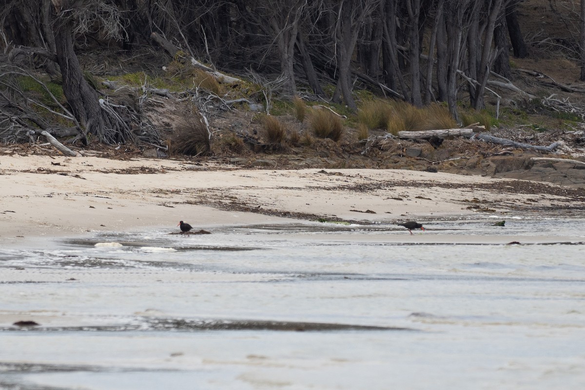 オーストラリアクロミヤコドリ - ML646103980