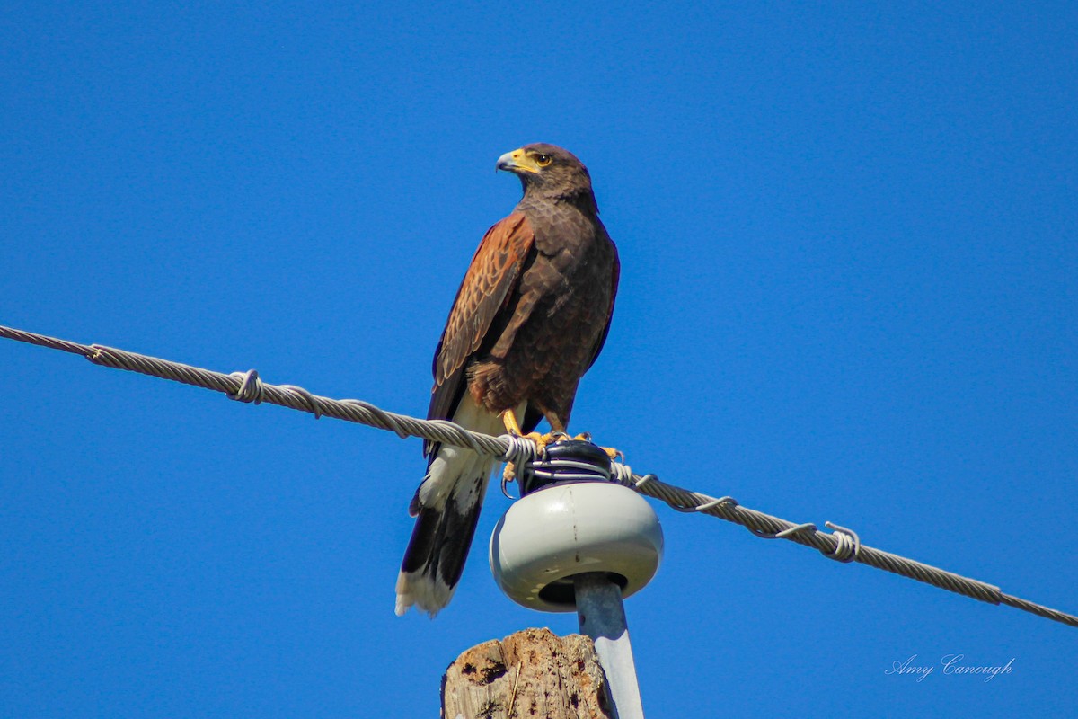 モモアカノスリ - ML646103984