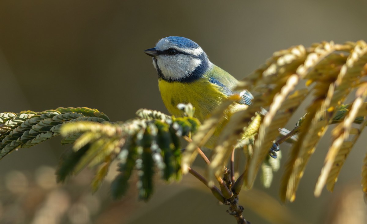 ירגזי כחול - ML646103985