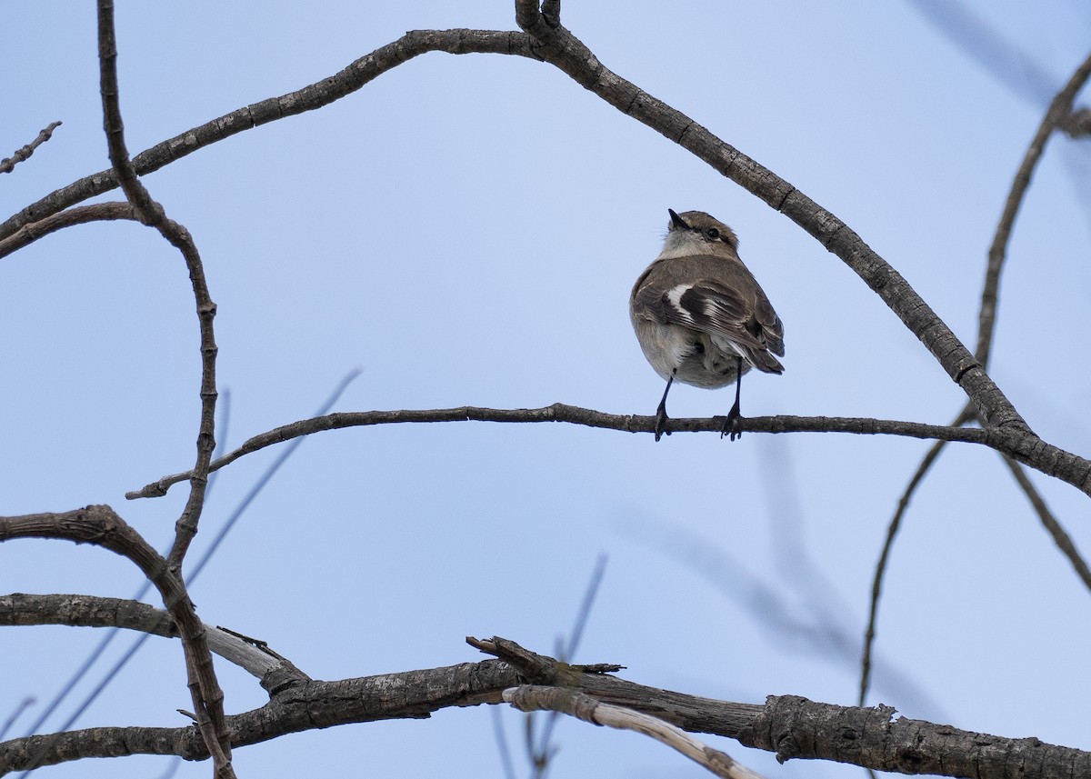 ノドアカサンショクヒタキ - ML646103986