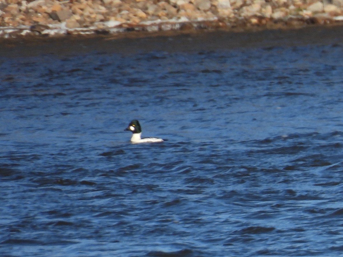 ホオジロガモ - ML646103988