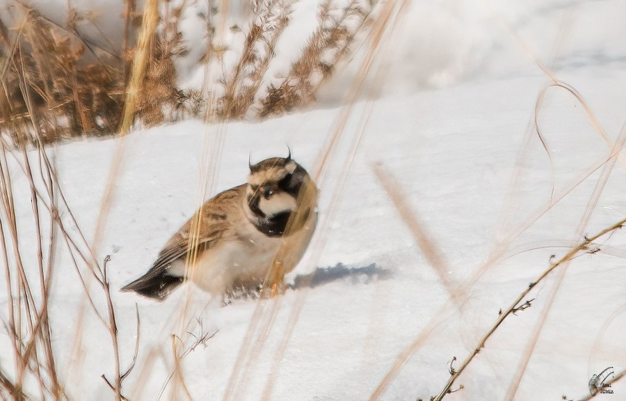 ハマヒバリ - ML646103989