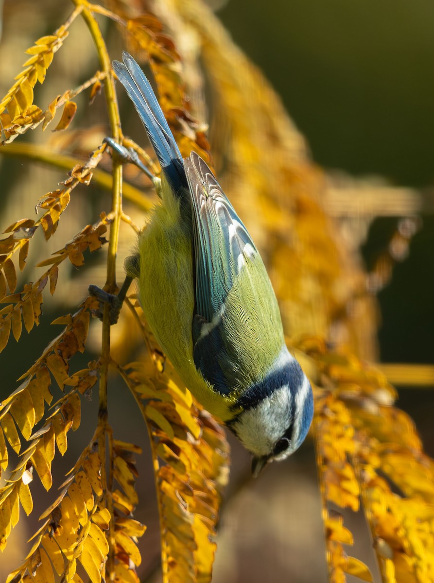 ירגזי כחול - ML646103991