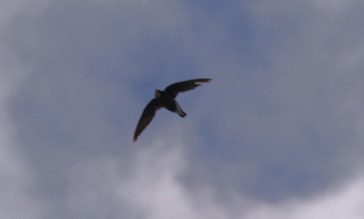 ハリオアマツバメ - ML646103992