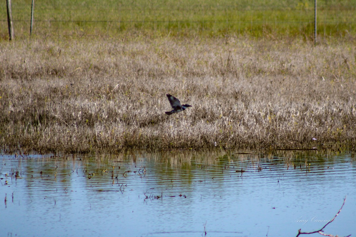 アメリカヤマセミ - ML646103993