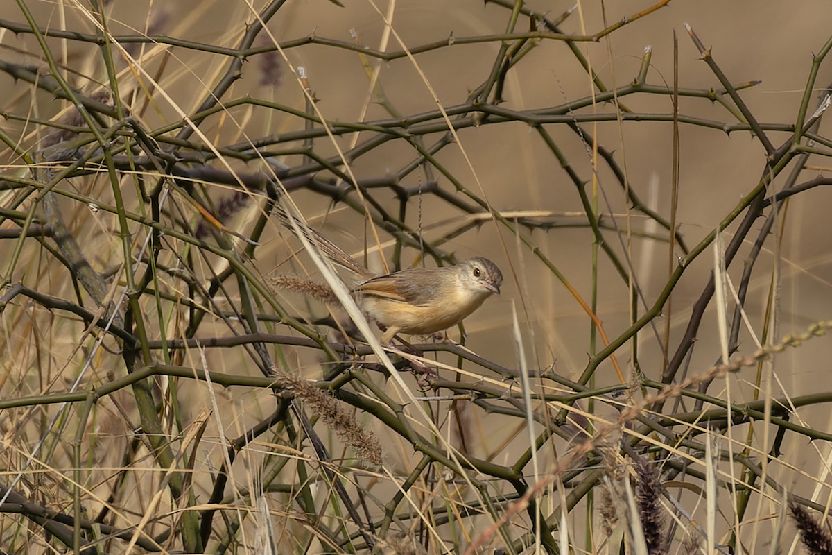 アジアマミハウチワドリ - ML646103995