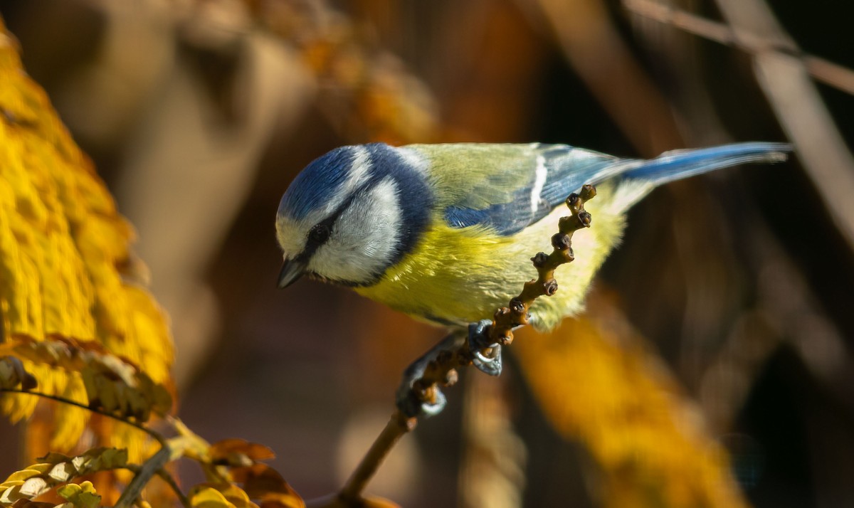 ירגזי כחול - ML646103996
