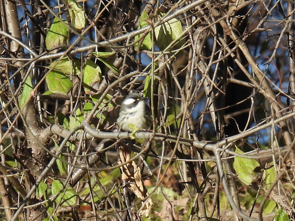 Black-throated Gray Warbler - ML646103997