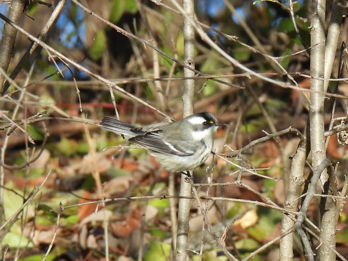 Black-throated Gray Warbler - ML646103998