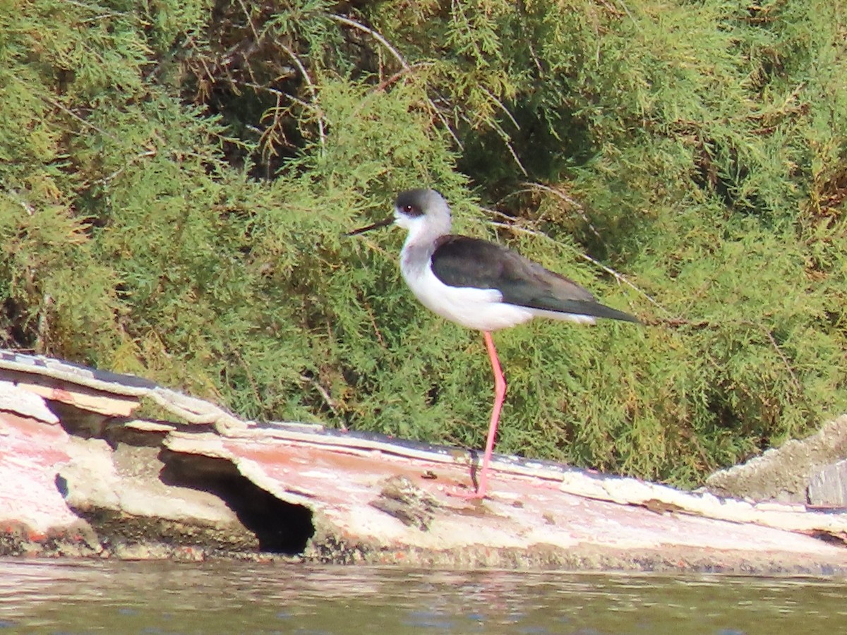 セイタカシギ - ML646103999