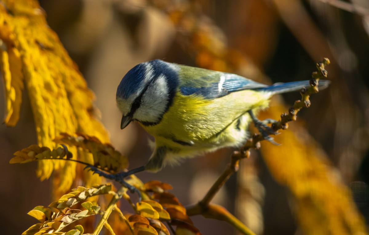ירגזי כחול - ML646104000