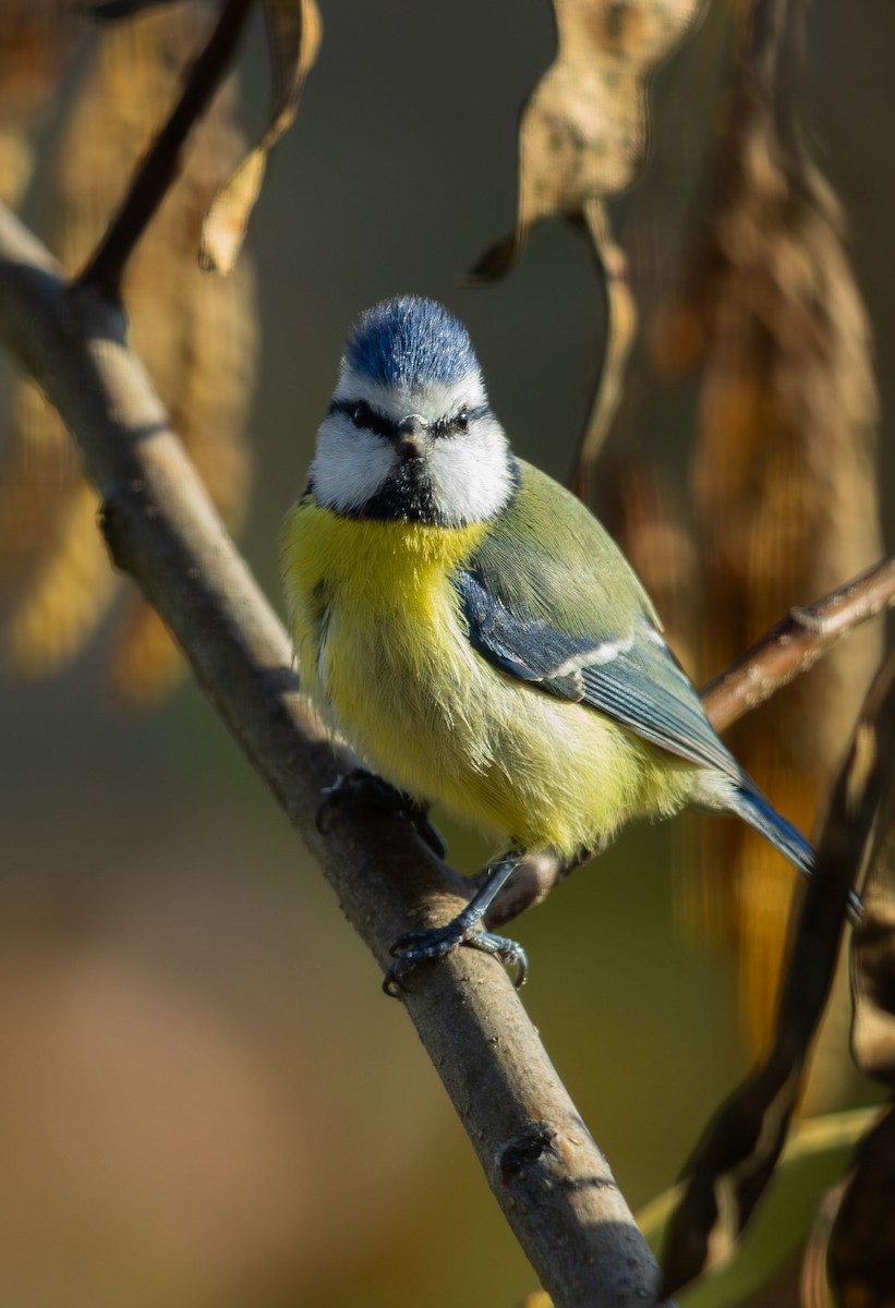 ירגזי כחול - ML646104001