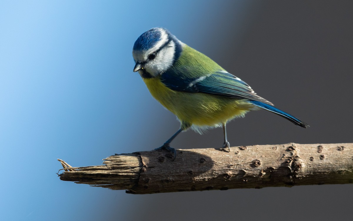 Eurasian Blue Tit - ML646104004