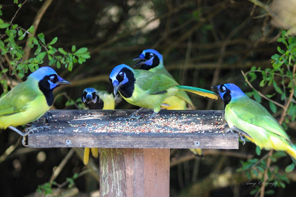 sojka zelenavá - ML646104006