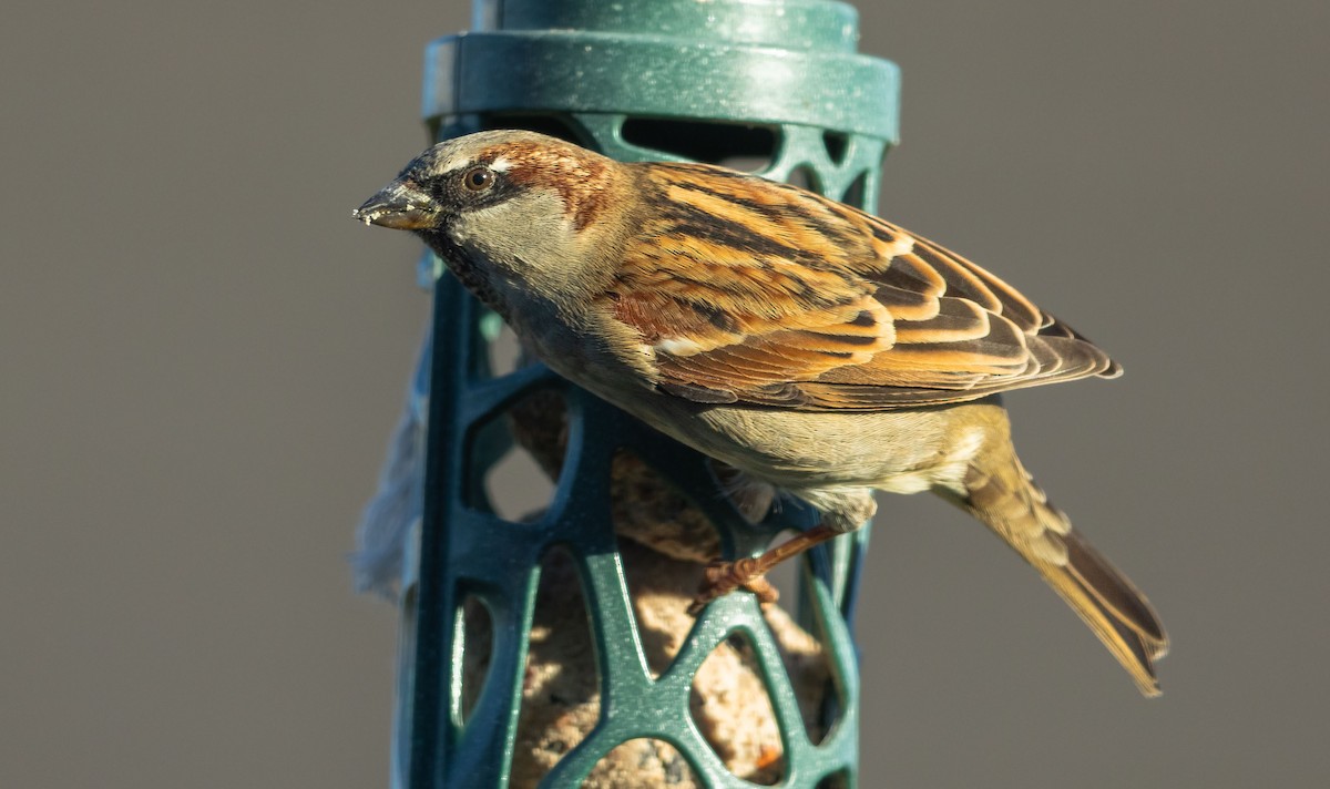 House Sparrow - ML646104008