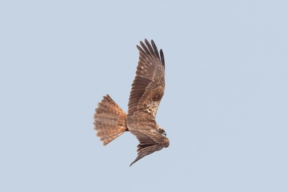 káně bělochvostá - ML646104012