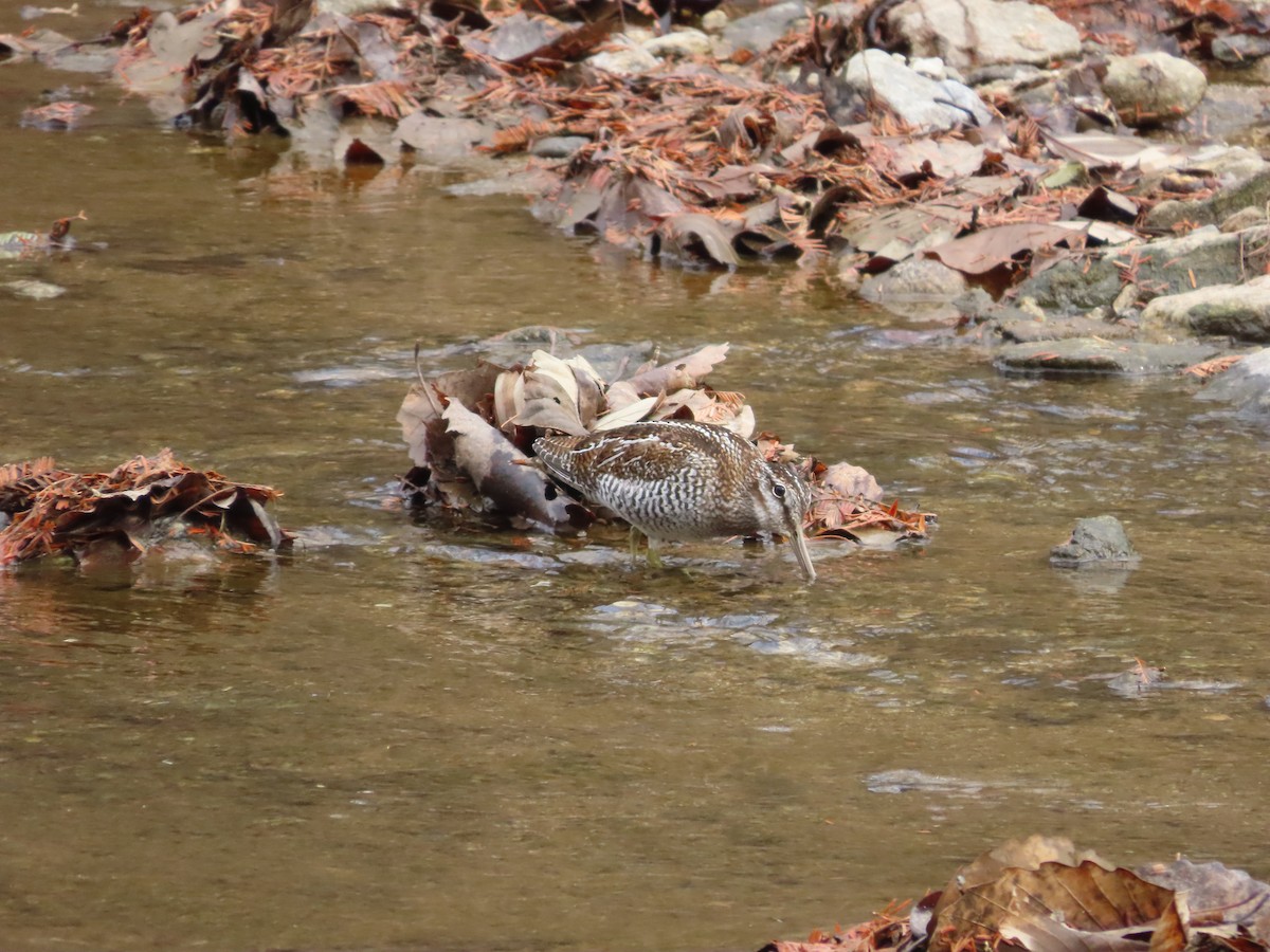 Өнчин хараалж - ML646104025