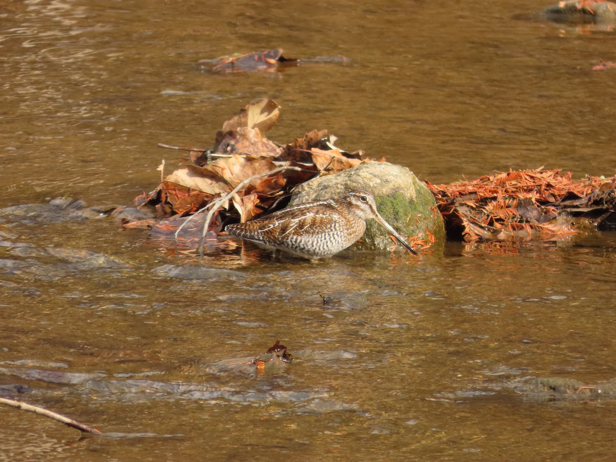Өнчин хараалж - ML646104026