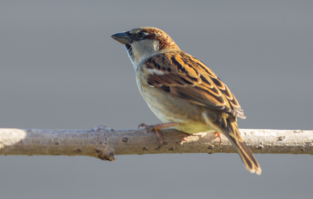 House Sparrow - ML646104029