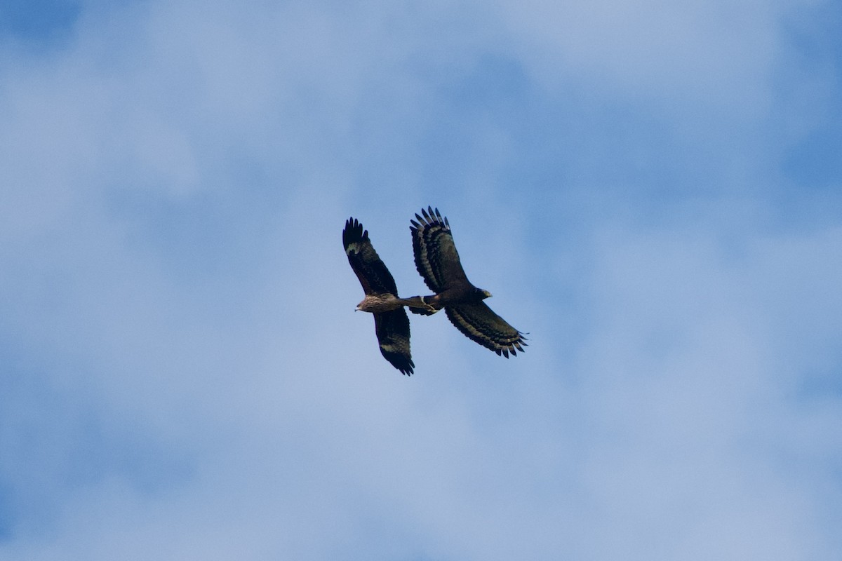 Culebrera Chiíla - ML646104031