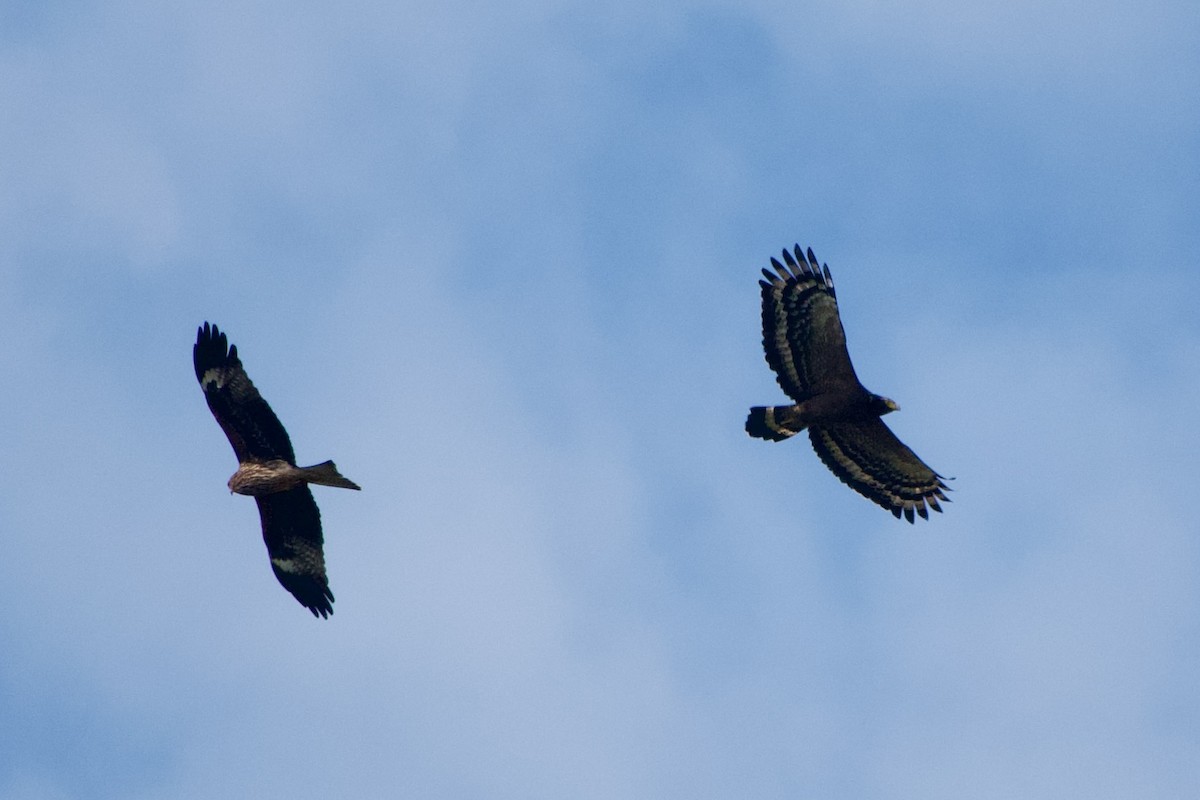 Culebrera Chiíla - ML646104032