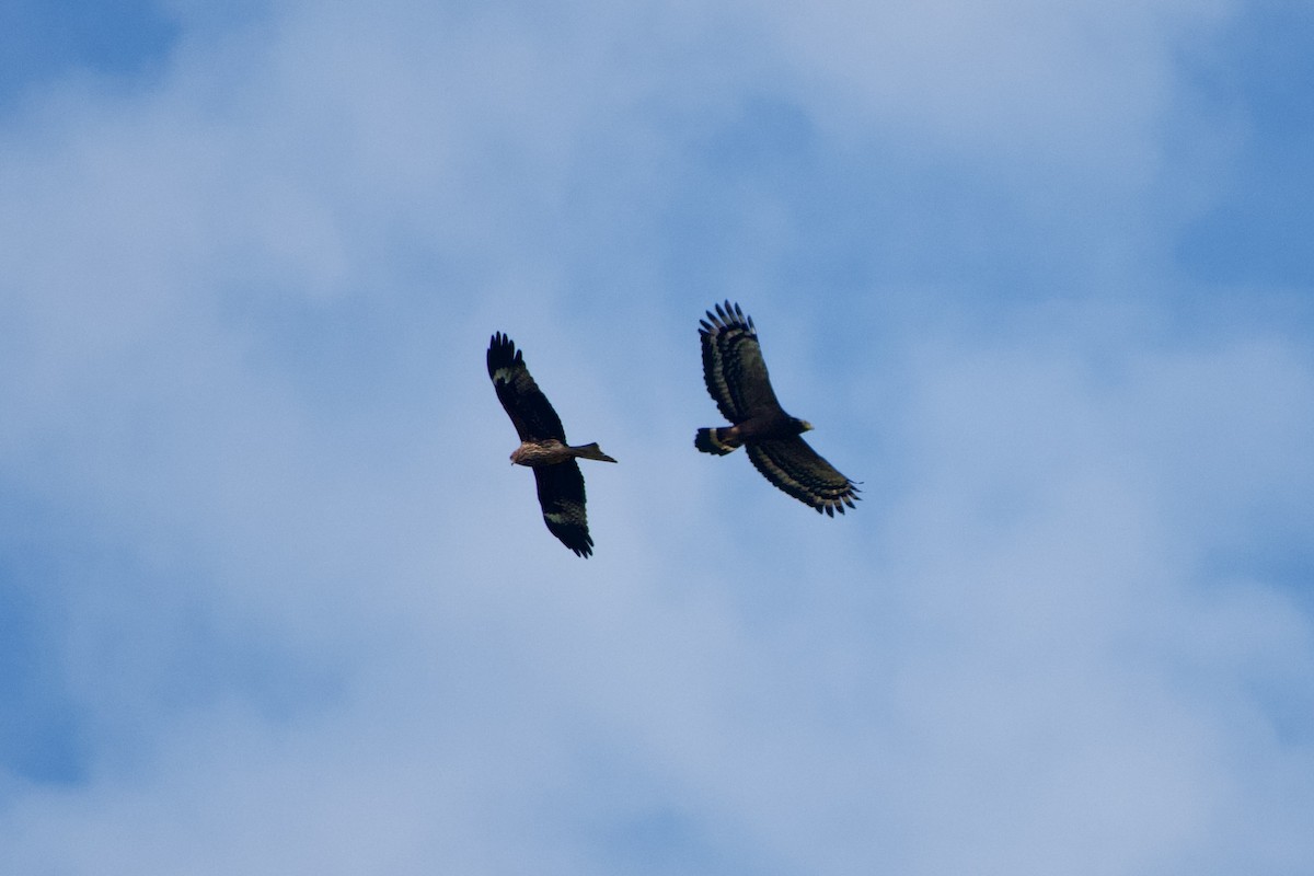 Culebrera Chiíla - ML646104033