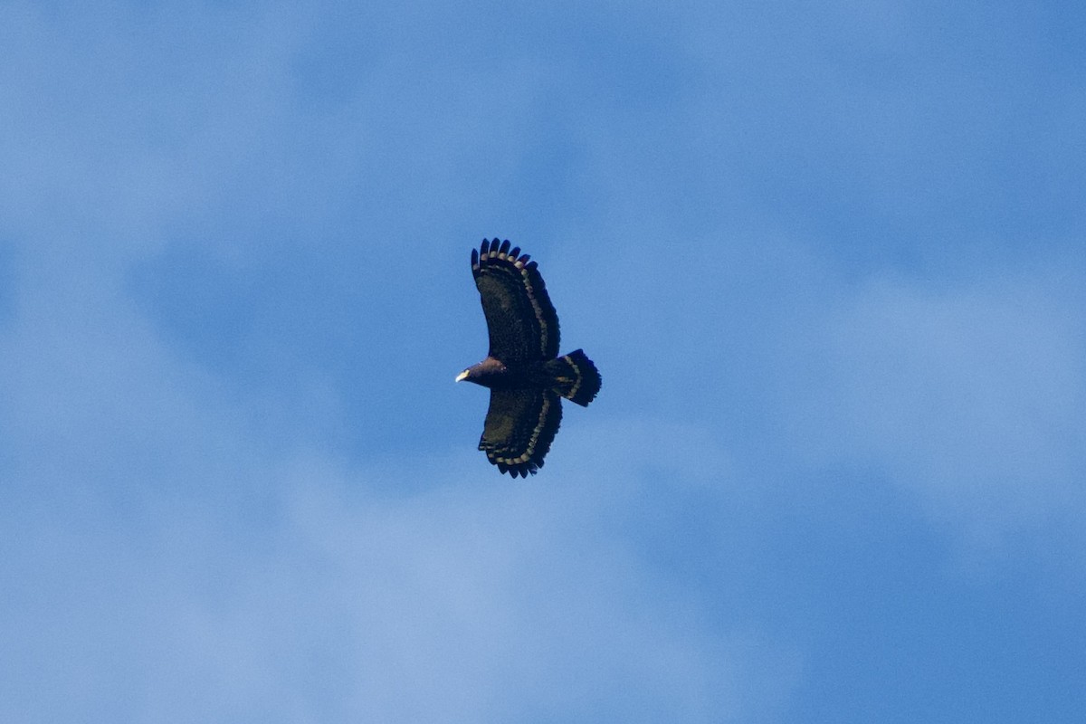 Culebrera Chiíla - ML646104034