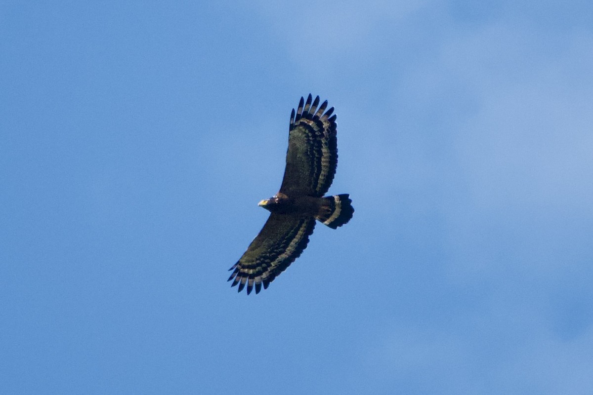 Culebrera Chiíla - ML646104035