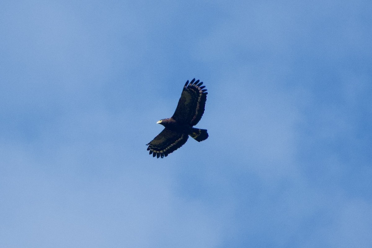 Culebrera Chiíla - ML646104036