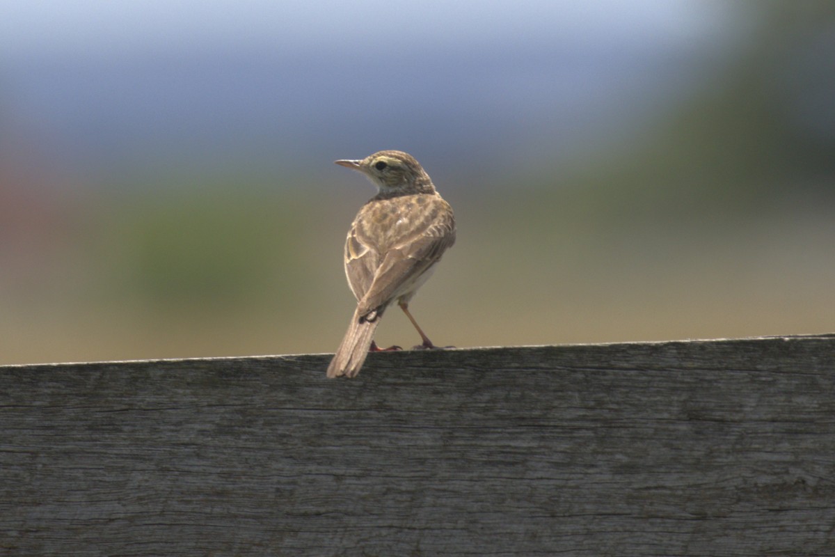 Australian Pipit - ML646104054