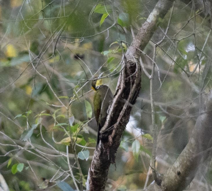 Pito Crestigualdo - ML646104060