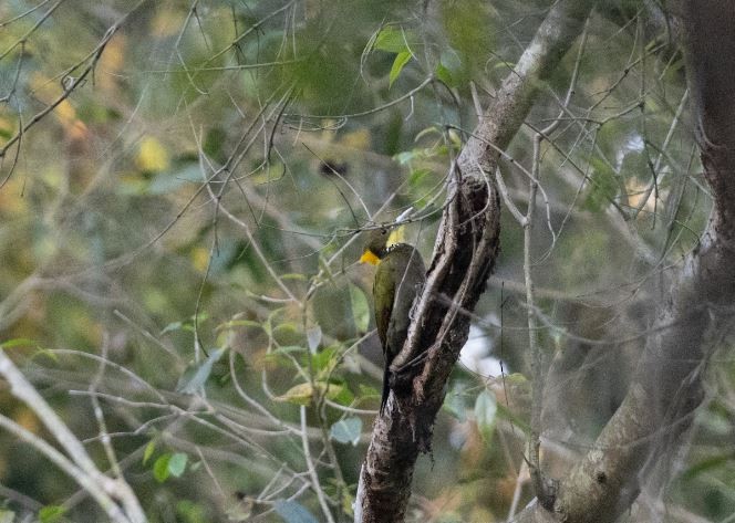 Pito Crestigualdo - ML646104061