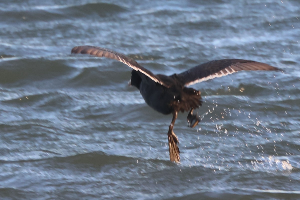 Folaga - ML646104064