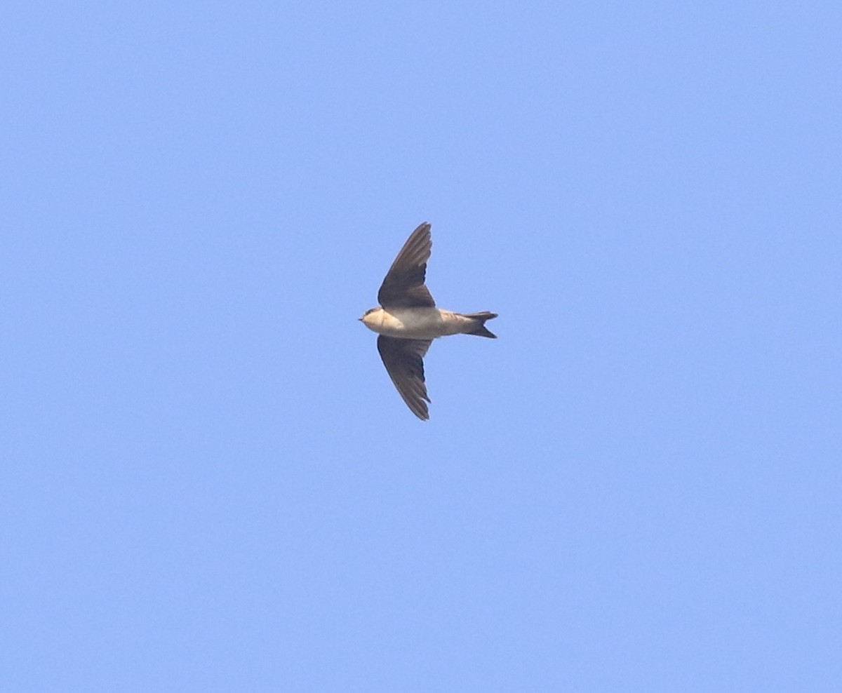 Western House-Martin - ML646104073