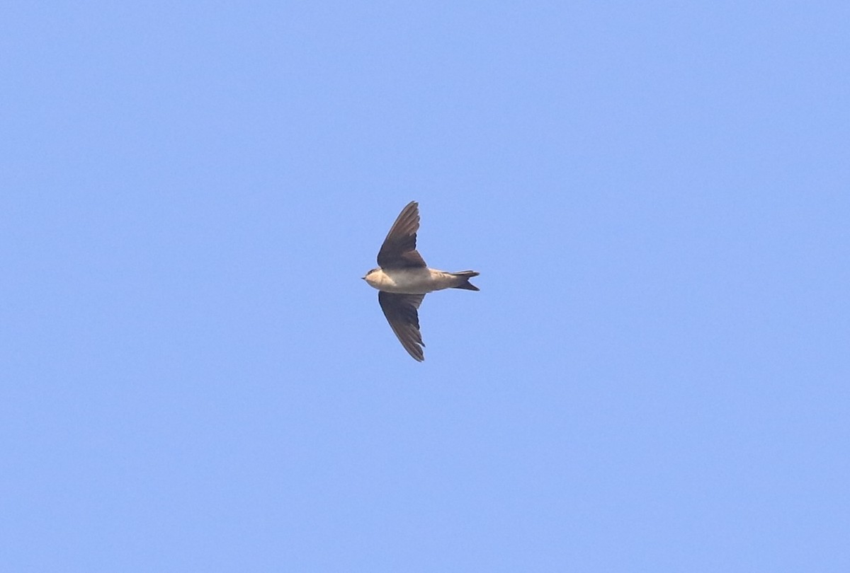 Western House-Martin - ML646104074
