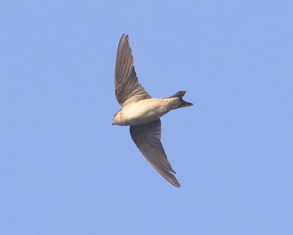 Western House-Martin - ML646104075
