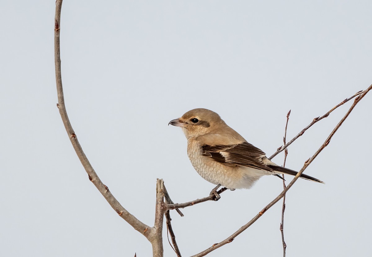 Northern Shrike - ML646104076