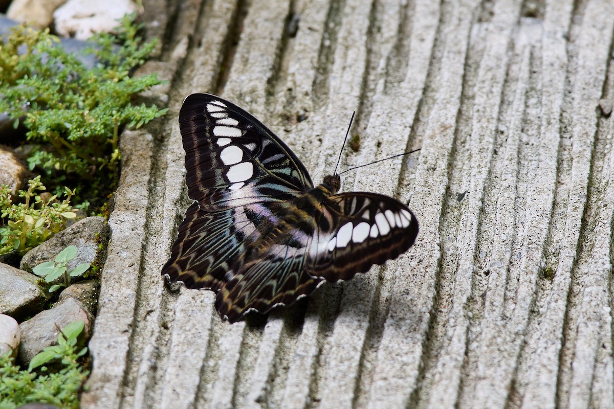 Clipper - ML646104091