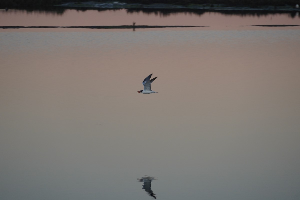 Hazar Sumrusu - ML646104103