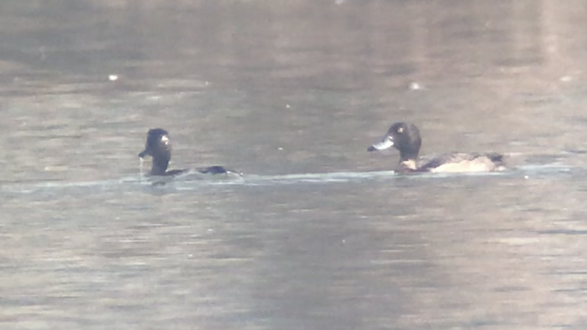 Tufted Duck - ML646104105
