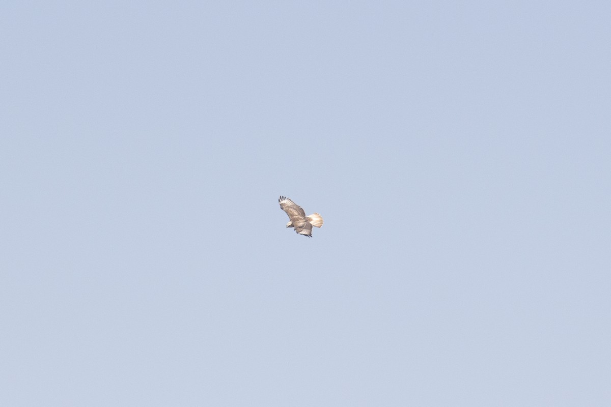 káně bělochvostá - ML646104106