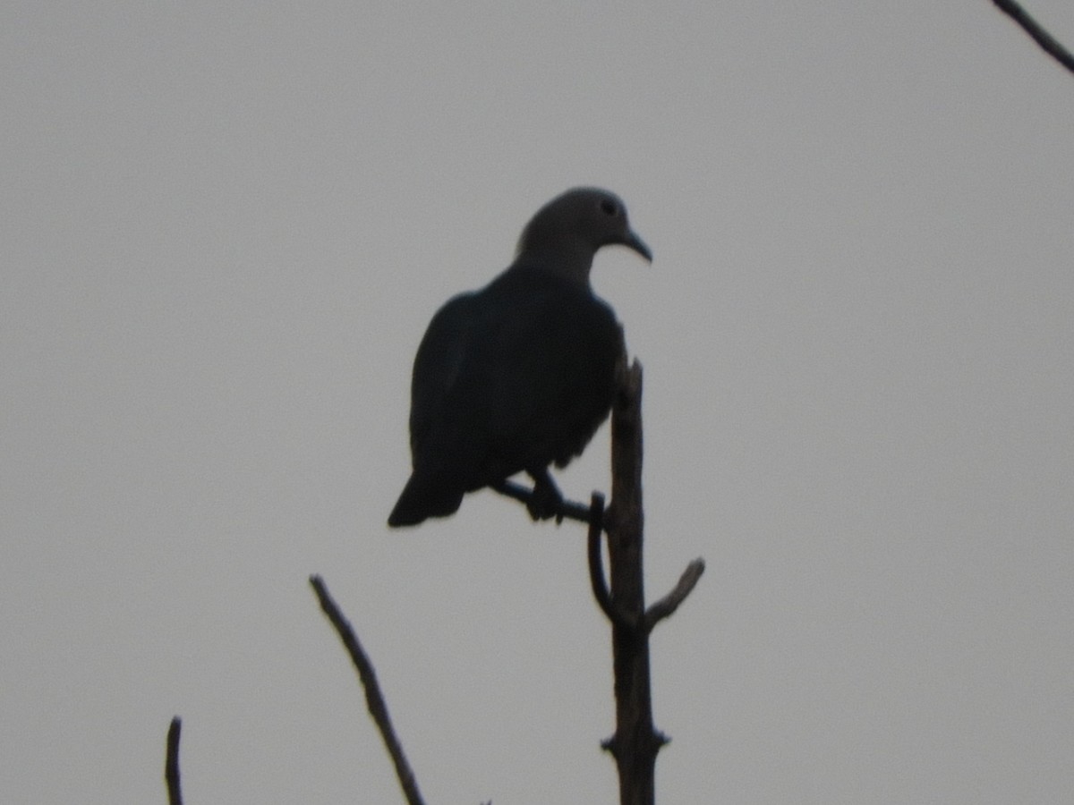 Green Imperial-Pigeon - ML646104111