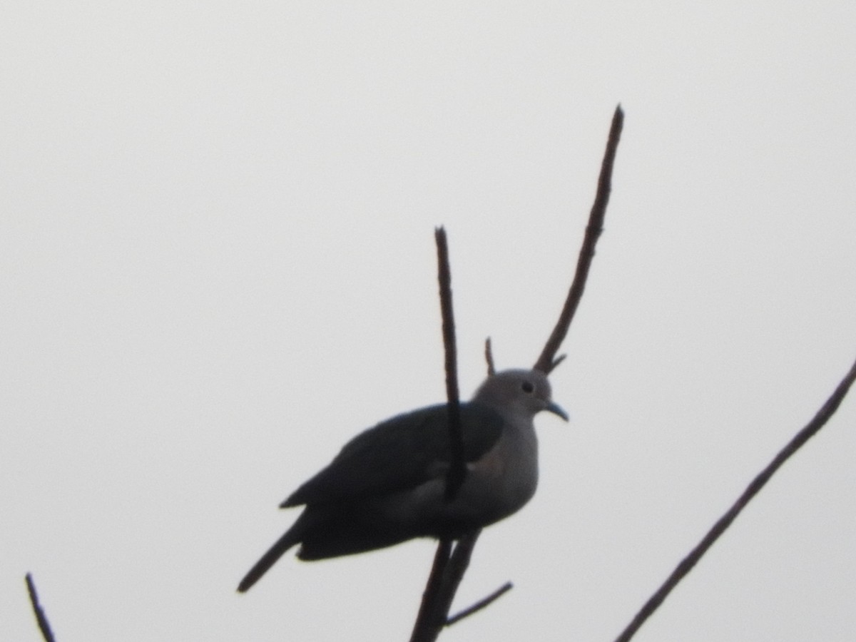 Green Imperial-Pigeon - ML646104112